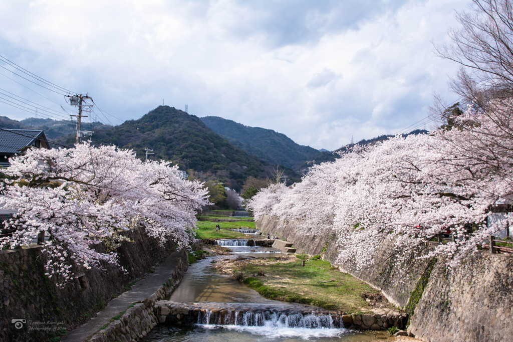 芦屋川と桜