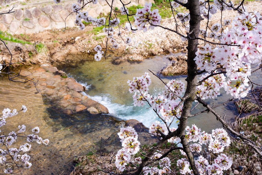 芦屋川と桜