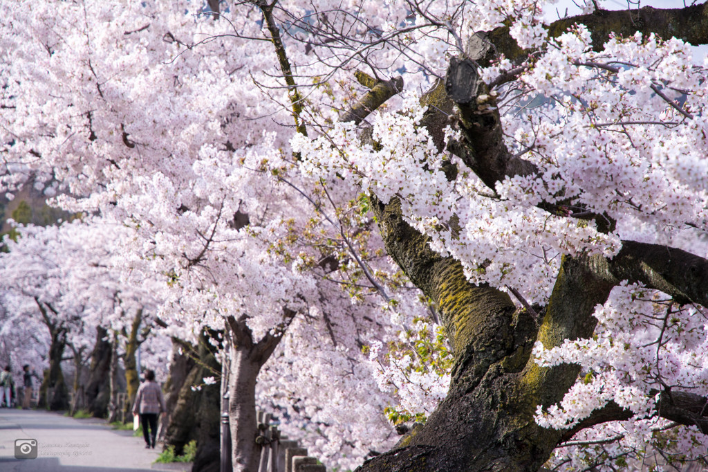 芦屋川と桜