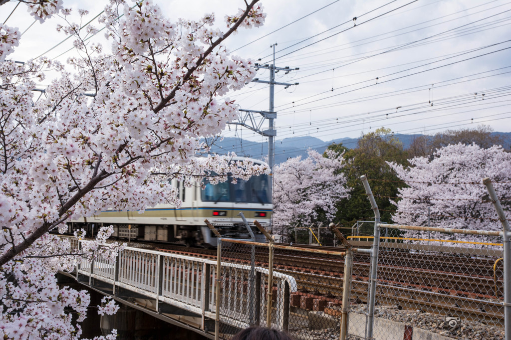 ＪＲと桜