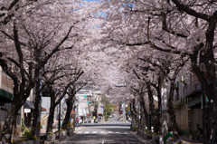 灘駅北側の桜並木