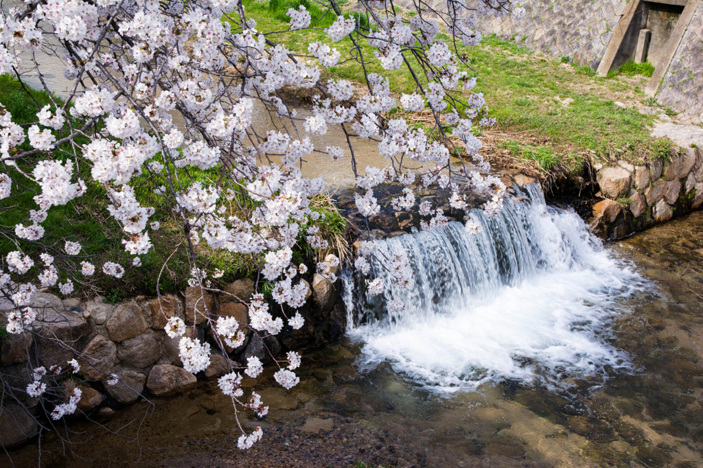 芦屋川と桜