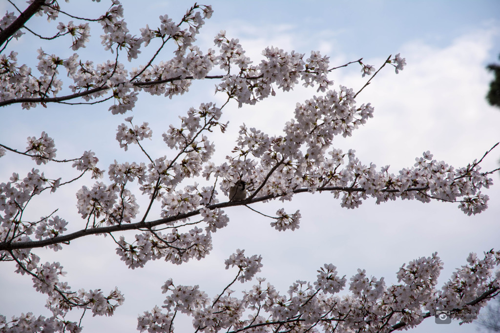 夙川と桜
