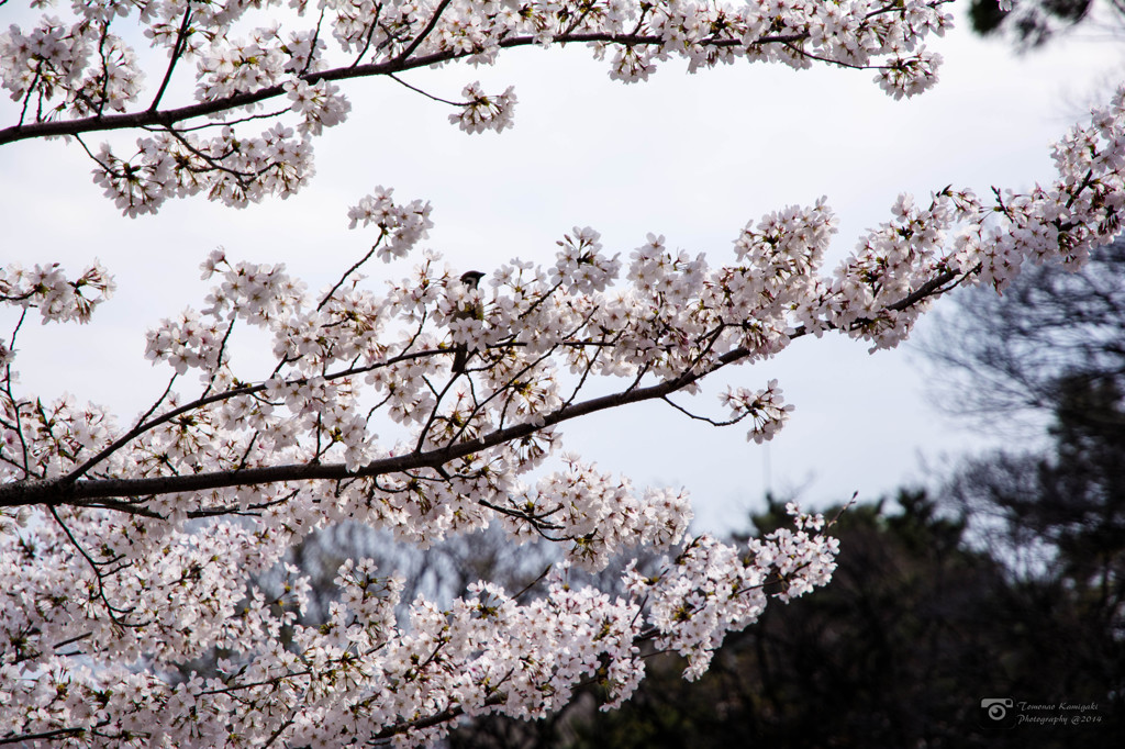 夙川と桜