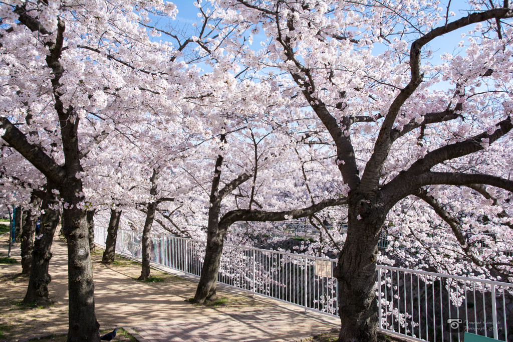 桜並木