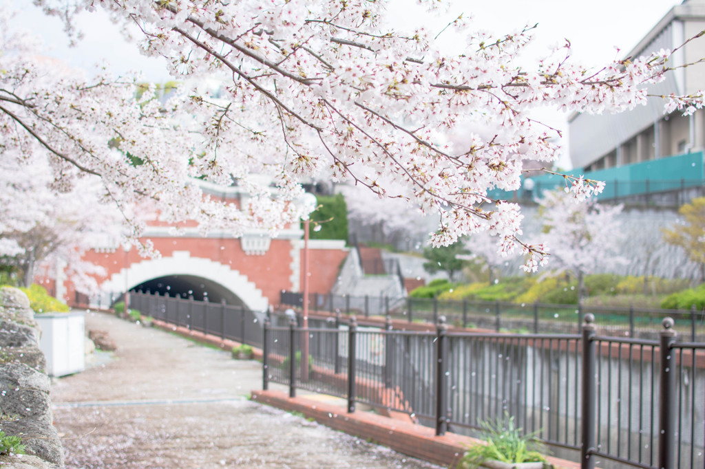 桜散る・・・