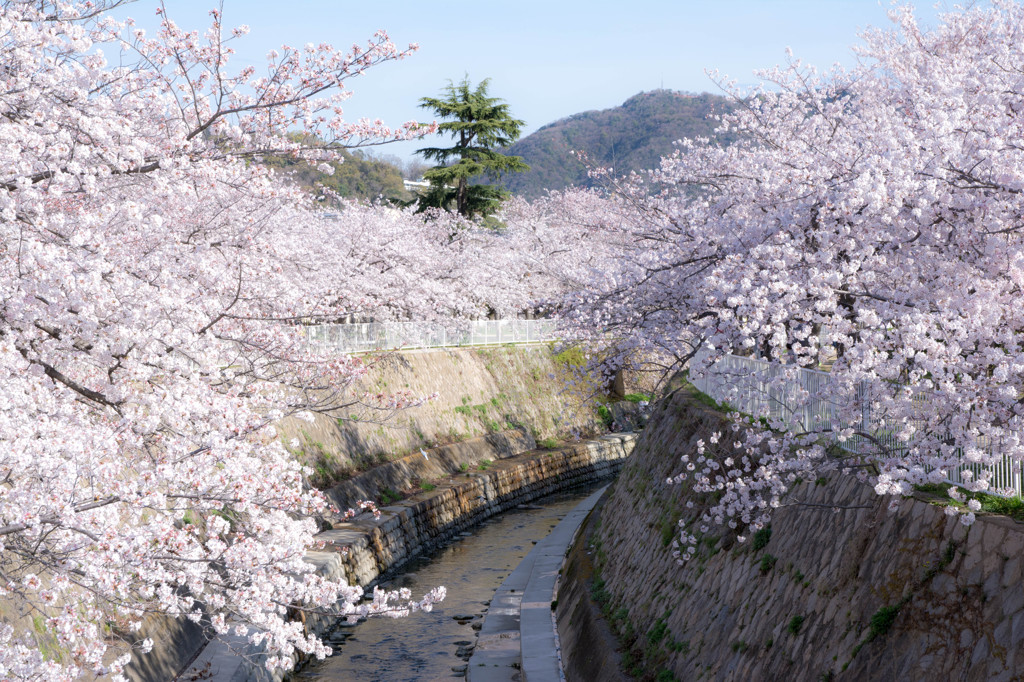 妙法寺川と桜