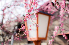 難波熊野神社の梅