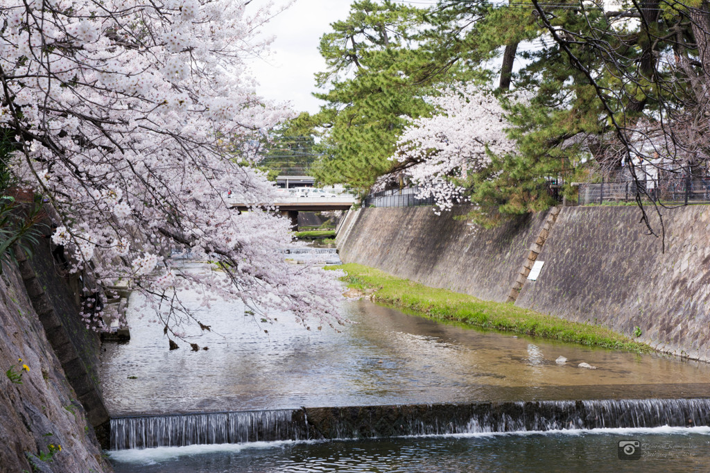 夙川と桜