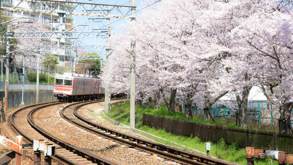 桜と電車