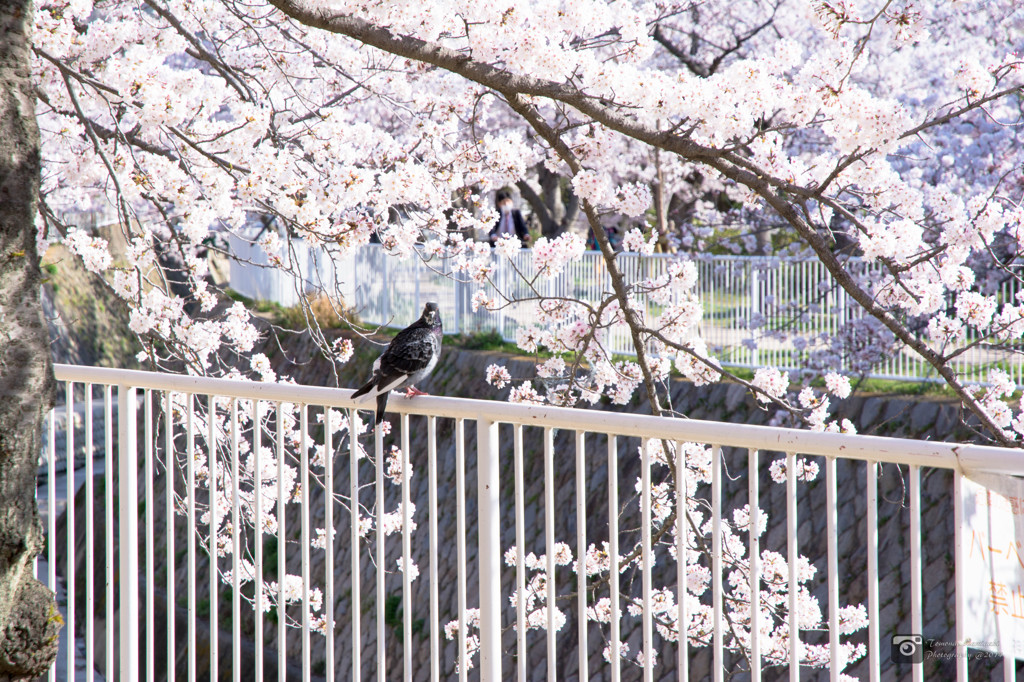 妙法寺川と桜