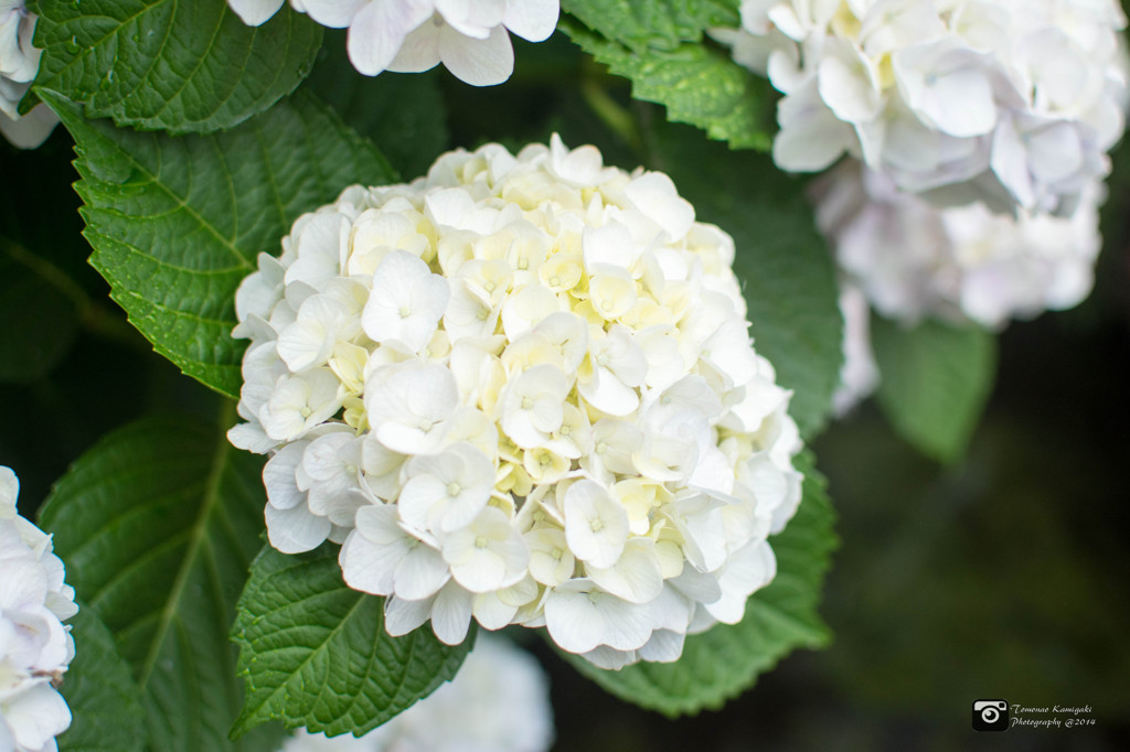 Hydrangea on a rainy day⑤