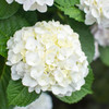 Hydrangea on a rainy day⑤