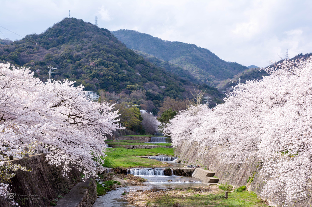 芦屋川と桜