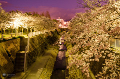 妙法寺川の夜桜