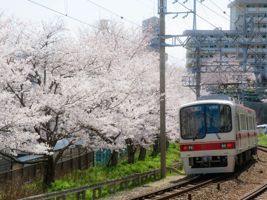 桜と電車