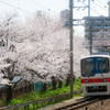 桜と電車