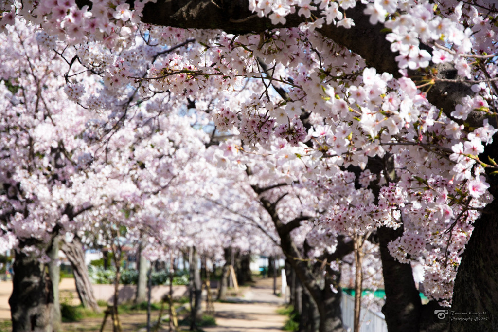 桜のトンネル