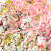 難波熊野神社の梅