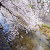 夙川と桜