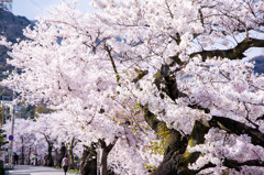芦屋川と桜