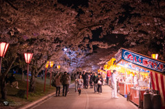 日岡山公園　夜桜