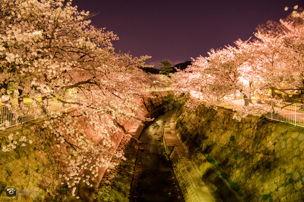 妙法寺川の夜桜