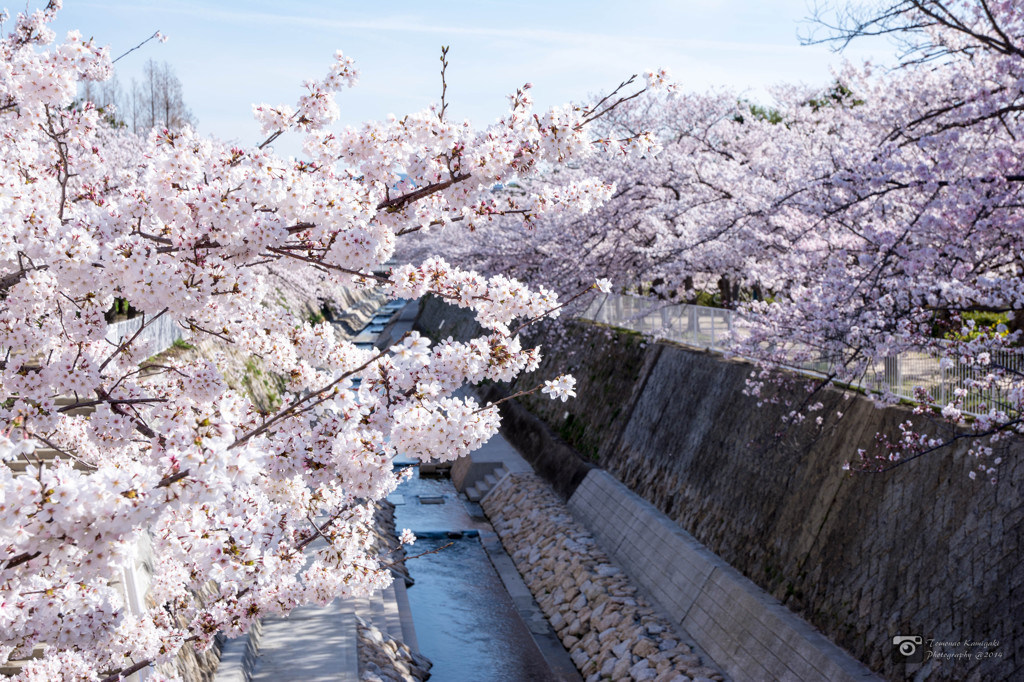 妙法寺川と桜