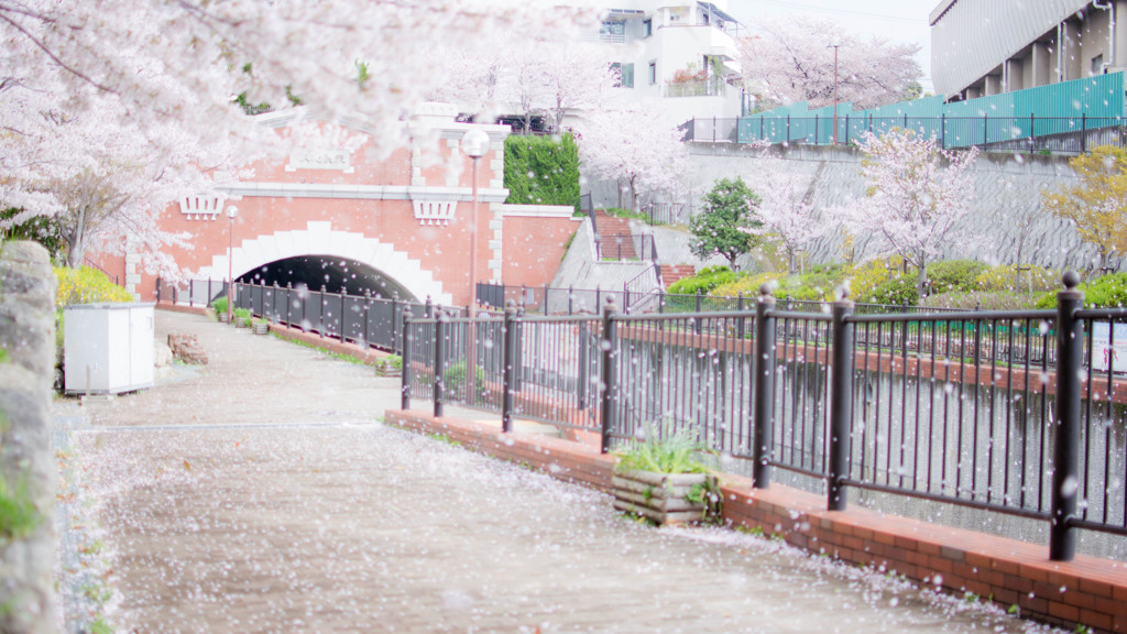 桜吹雪