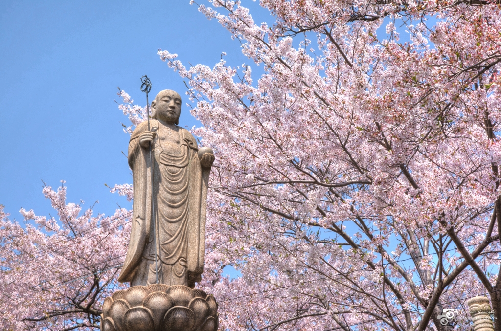 長楽寺の桜
