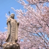 長楽寺の桜