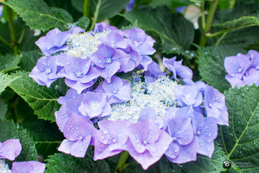 Hydrangea on a rainy day②