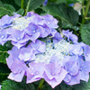 Hydrangea on a rainy day②