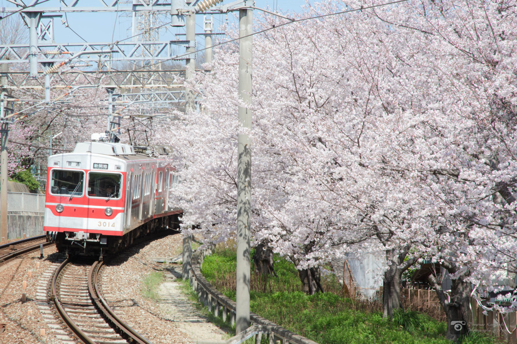 桜と電車