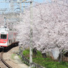 桜と電車