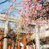難波熊野神社の梅