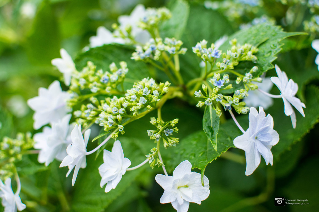 Hydrangea on a rainy day④