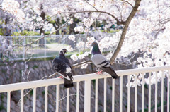 妙法寺川と桜