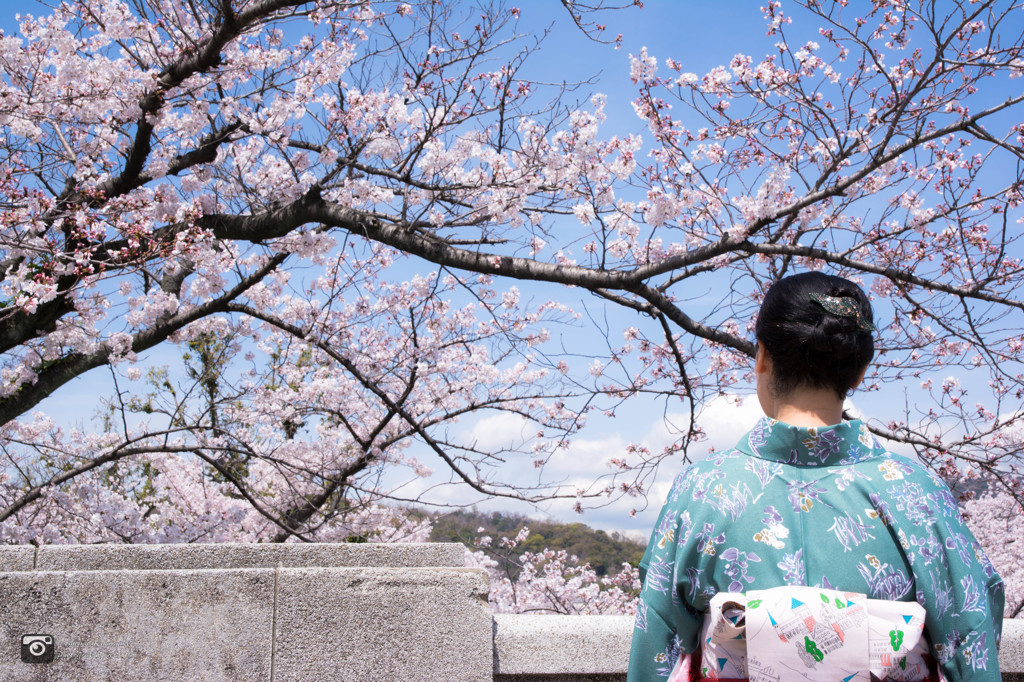 桜と御婦人