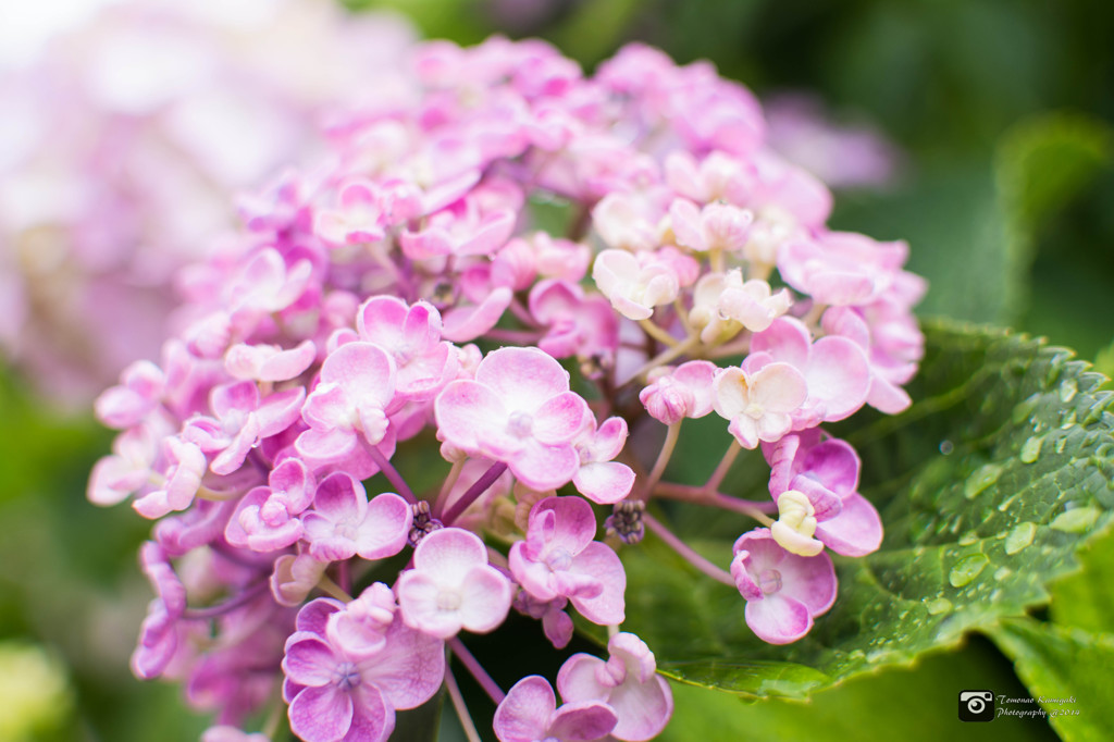 Hydrangea on a rainy day①