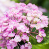 Hydrangea on a rainy day①