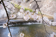 夙川と桜