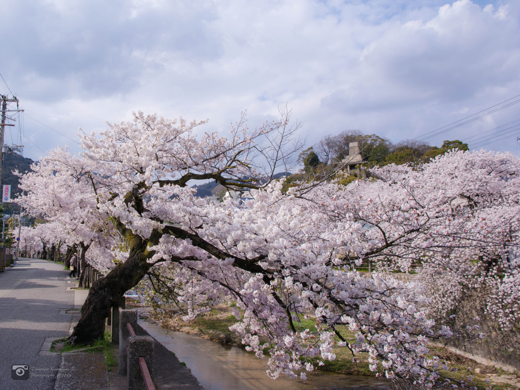 芦屋川と桜