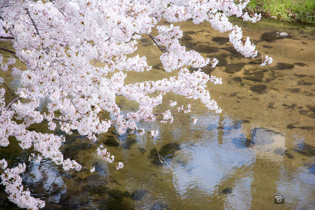 夙川と桜