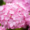 Hydrangea on a rainy day⑥