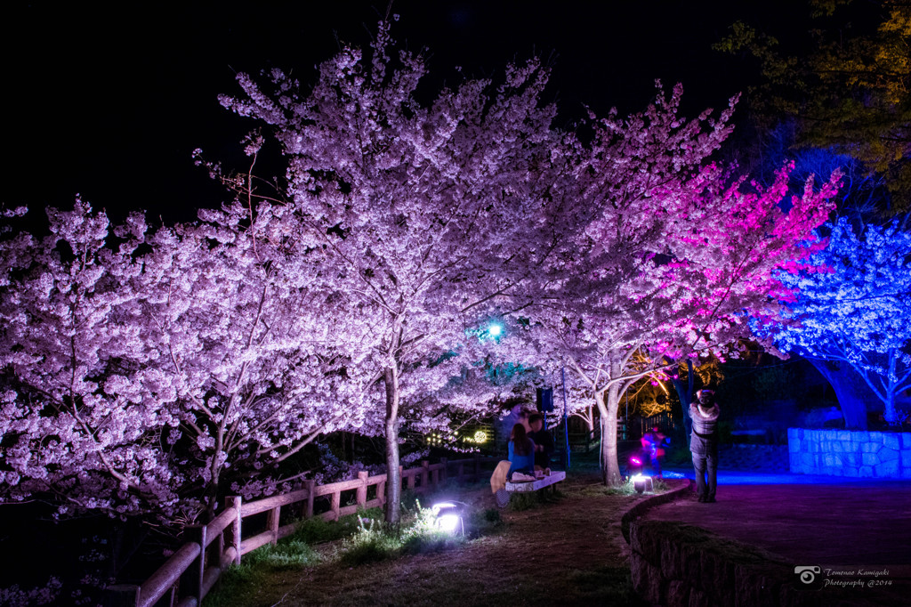 須磨浦公園夜桜ライトアップ　敦盛桜