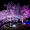 須磨浦公園夜桜ライトアップ　敦盛桜