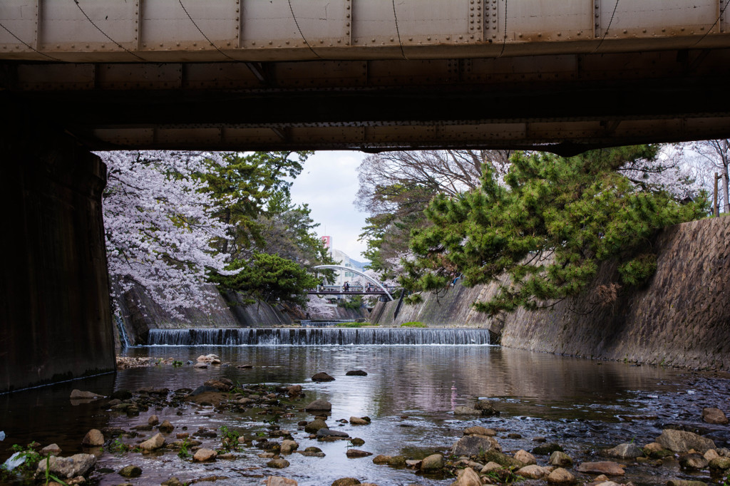 夙川と桜