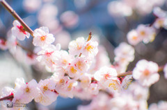 2014年　初の桜