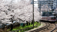 桜と電車